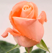 MARLYSSE SALMON VIP ROSES long stem florist salmon roses now available at wholesale basis for your florist shop in USA and Canada... Salmon roses, Miracle orange roses, Coral Sea orange roses, Sombrero orange roses,... Rose Connection Inc. Los Angeles California offers the most fresh and premium salmon flowers in USA and Canada, wholesale salmon roses to florist shop at wholesale prices Fedex Free delivery included